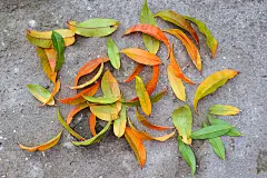 桃子落叶。秋天的壁纸。秋季的本性。落叶。黄色、橙色和红色的叶子。