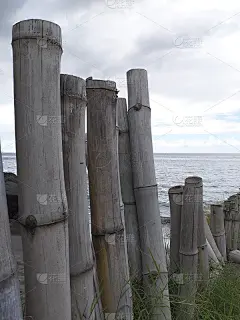竹藤与加勒比海的背景