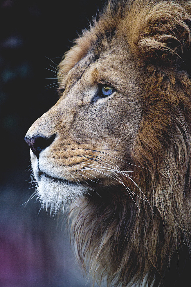 狮