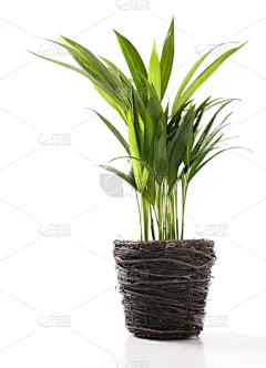 棕榈树,蝴蝶,黄色,室内植物,槟榔树,槟榔属,垂直画幅,绿色,枝繁叶茂,无人