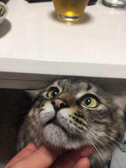 【一点资讯】主人想用牛奶给猫咪敷脸, 结...