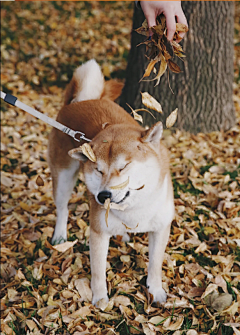 囖啸-热爱采集到柴犬