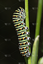 雪尼尔·德·马尚(Papilio Machaon)