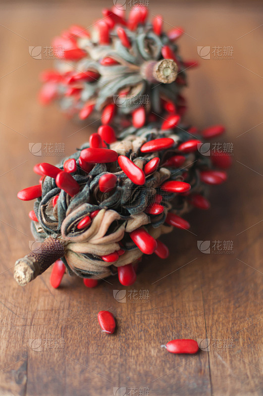 玉兰类,种子,淡水木兰植物,木兰科,自然,垂直画幅,绿色,水果,秋天,无人