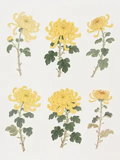 六朵不同样式、不同材质的菊花，采用中国传统工笔插画风格，线条流畅细腻，色彩明快鲜亮，黄色花瓣层次丰富，绿色叶片脉络清晰，整体造型写实且富有装饰性，以整齐的排列方式置于纯白色背景上，构图简洁大方，画面干净利落。