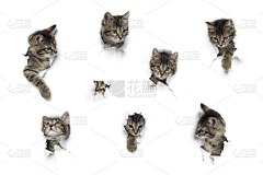 用户TN4FmmjI采集到猫