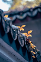 柳州｜南国初冬-天涯孤客
