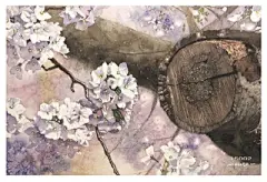 水彩---樱花-梨花-桃花-海棠花、梅花 - 高清图片，堆糖，美图壁纸兴趣社区