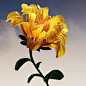 3D c4d cinema 4d color Digital Art  floral Flowers octane redshift Render