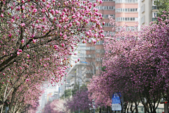 白夜-采集到道路