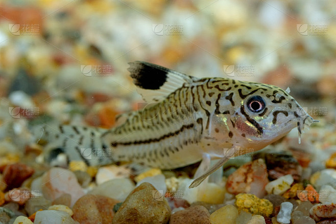 Corydoras catfish