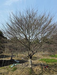 橘子时空采集到北方色叶小乔