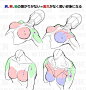 胸部和肩部画法
#绘画参考# #人体结构# ​​​