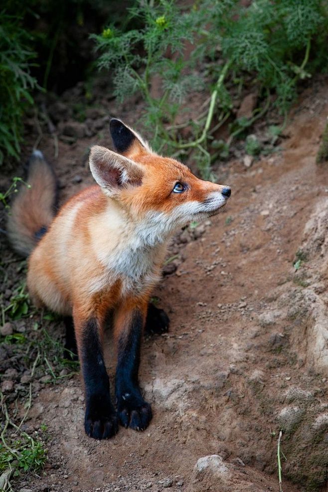 Red fox