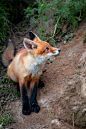 Red fox