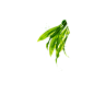 叶子