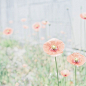 Soft pink flowers#春暖花开##小清新#