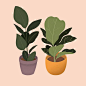 House plant illustration by Samannas