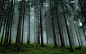 1004157_nature-tree-wallpaper.png (2200×1375)