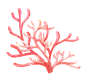 夏天海珊瑚
