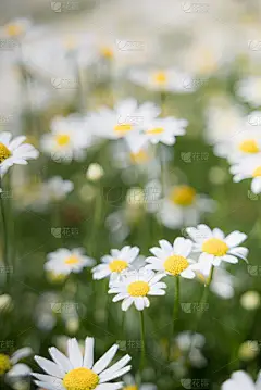 在绿地中的选择焦中垂直拍摄的雏菊，适用于电话壁纸