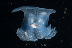 Crunching采集到（素材y5）水栖动物运动参照