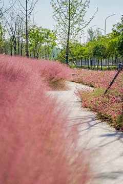 huangfengjie采集到花境及观赏草
