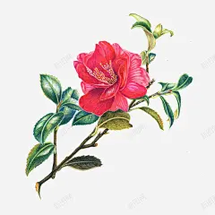 手绘一枝红色盛开的山茶花 免抠png 设计图片 免费下载 页面网页 平面电商 创意素材
