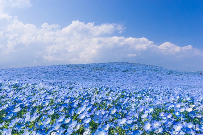 粉蝶花是一年生草本花卉，属水叶科粉蝶花属...