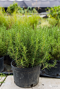 到地被采集银叶菊,薄雪万年草,美女樱,花叶玉簪,细叶美女樱,澳洲朱蕉