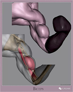 ZG卿的画采集到body constitution肌肉结构