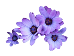 禾-乃采集到花花草草PNG