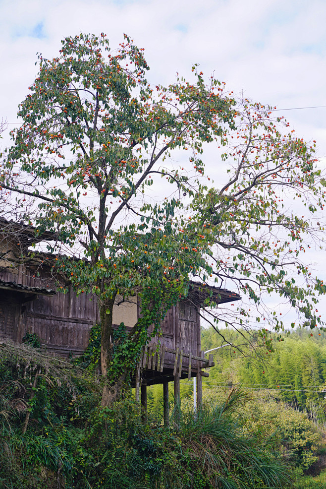 福建戴云山