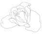 薔薇の線画素材 [4]
