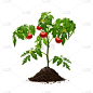 西红柿,番茄植物,树苗,秧苗,根部,蔬菜,园艺,泥土,背景分离,水果
