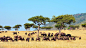 肯尼亚，马赛马拉国家公园中的斑纹角马 - 搜索