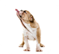 可爱宠物狗各种狗狗犬类动物高清PNG素材