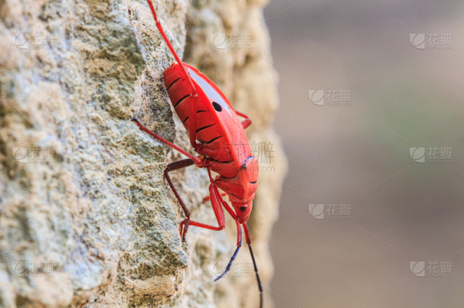 Insect on tree in Sycanus Genus