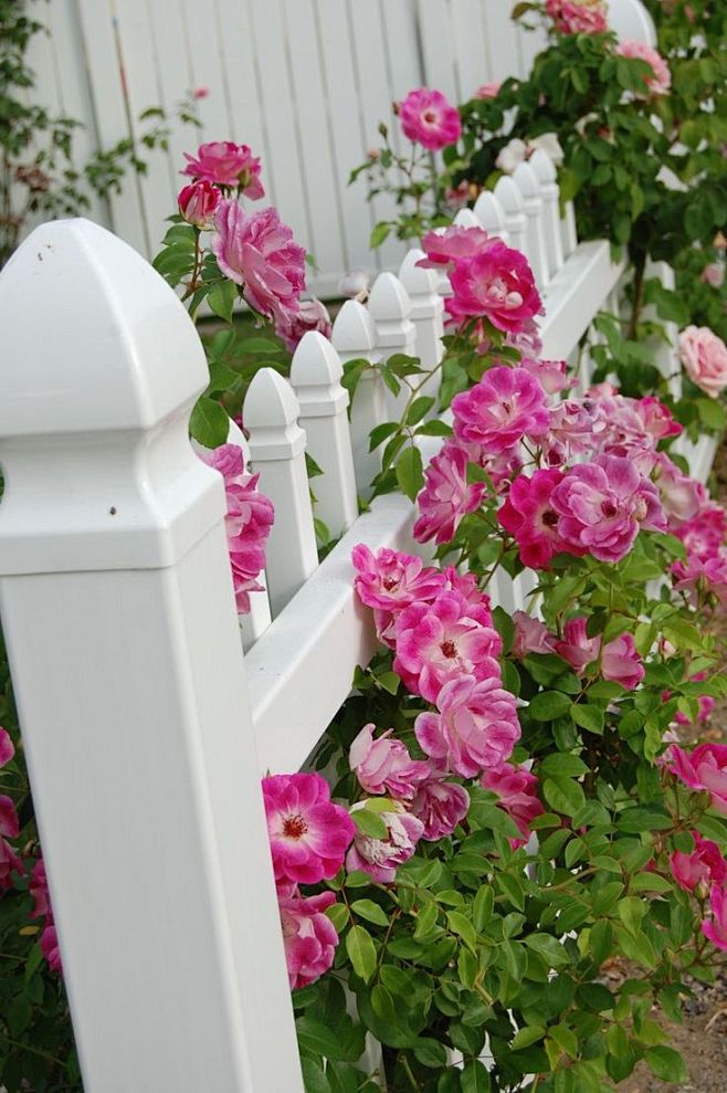 flowingpinkonpicketfence飘逸的粉色在栅栏