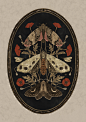 Moths & dragonfly illustrations