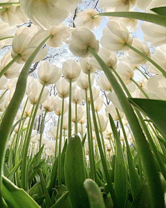 芝芝采花中采集到hana