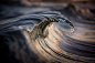 Sea Snake by Warren Keelan on 500px