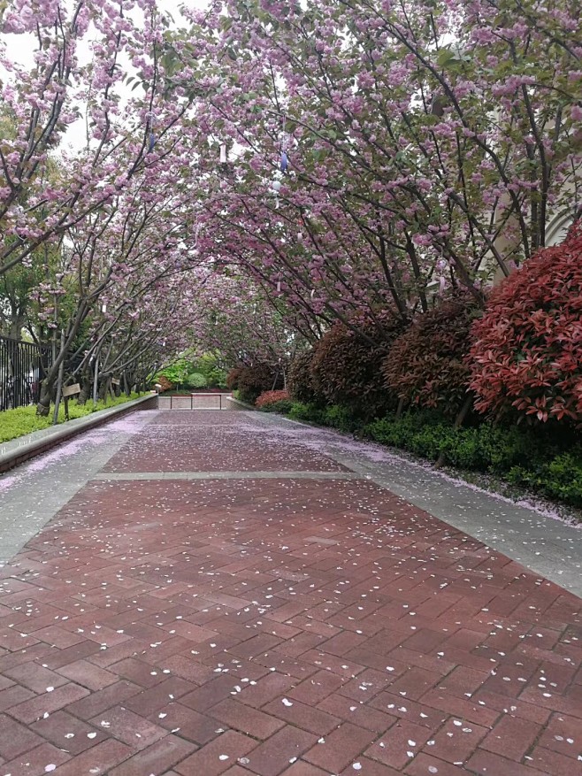 日本早樱  夹道