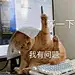 等一下，我有问题