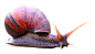蜗牛PNG图片.png