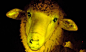 乌拉圭科学家利用发光水母基因培育出夜光绵羊




乌拉圭的科学家们培育出了夜光绵羊，如今，毛衣、围巾、甚至棒球手套，一切的羊毛制品都会与从前截然不同。
截至目前，这些夜光绵羊都生长正常。夜光这一特性使得勤勉牧羊人们在夜间更容易在山间找到它们，也让孩子们入睡前的数羊游戏变得更加妙趣横生。乌拉圭动物繁育研究所已与巴斯达学院协力完成对这种奇妙动物的培育实验。





乌拉圭科学家们通过结合一种来自发光水母的基因，9只夜光绵羊其实是2012年10月就诞生，但它们的形象是5月份......