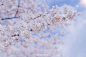 当风吹起，樱花坠。

推荐摄影师：@鹿可樱_
#遇见春光# #hello四月# ​​​​
