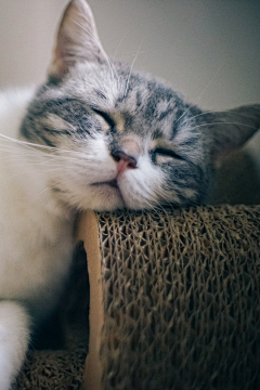 kqwindy采集到Cat