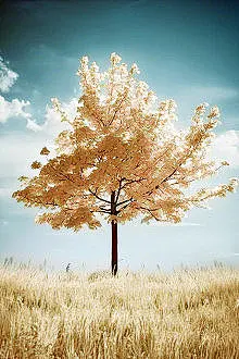 若是梦已成梦，若是爱已成爱，若是回忆已成回忆。 一切的一切，如果已经成了定律。在定律之中，爱是无法改变的梦境。