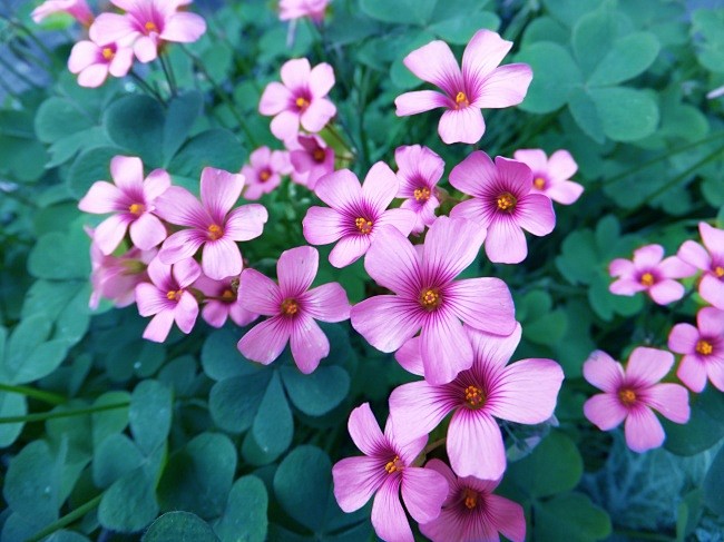 四叶草花
